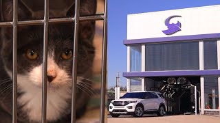 Free car wash fundraiser helps local pets in need