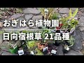 《おぎはら植物園/宿根草21品種》日向むけ宿根草/倒れにくいグラス7品種/秋まで楽しめる品種多め