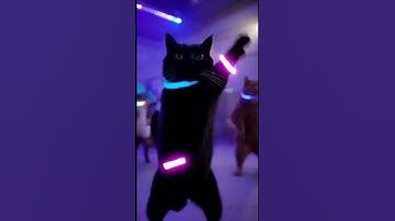 Inside my brain after 12 hours of coding Python. 🐍🤯