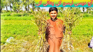 Aj lahsun ki pataai ki by saad official vlog l Pakistan village life style Desi foods