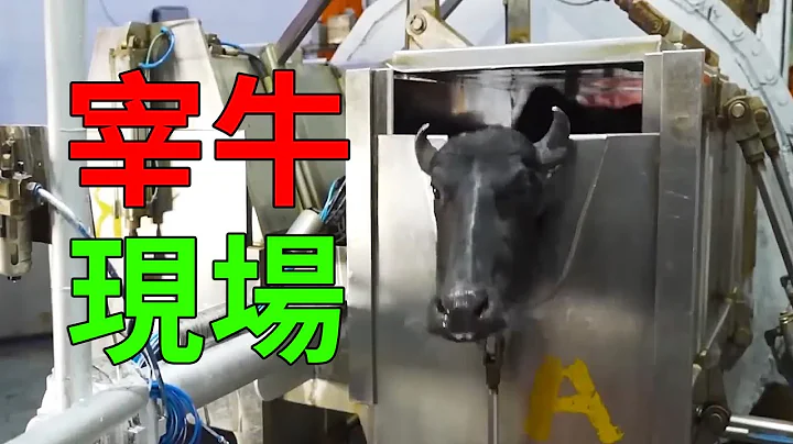 苦命的水牛，先獻奶後獻肉，主動走上斷頭台 - 天天要聞