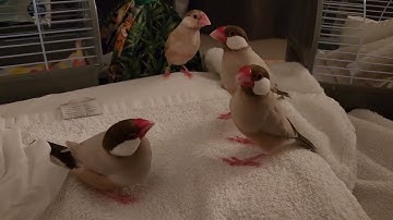Java Finch Bedtime Chaos