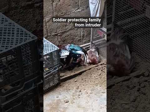 soldier protecting family from intrider #assel #birds #roosterfarm