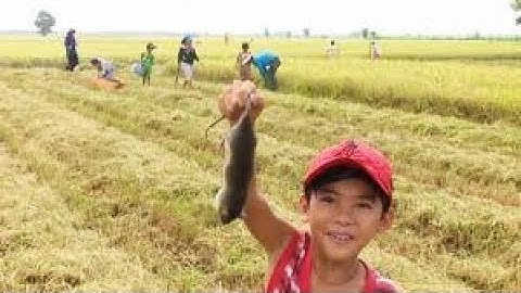 Bắt chuột đồng mùa nước lũ ở miền tây