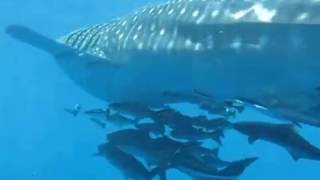 Whale shark on Chumphon Pinnacle