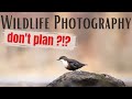 My Favourite Way to Photograph Wildlife