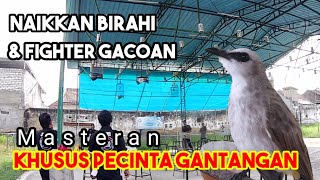 TEST MENTAL TRUCUKAN GACOR dengan SIMULASI LOMBA TRUCUKAN