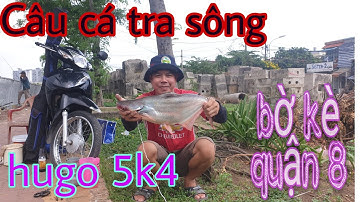 Câu cá tra sông Sài Gòn√ được cá tra khủng√ sống và đam mê