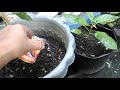 Container Gardening : Fertilize Plants in Container after Rainy Days - Tagalog