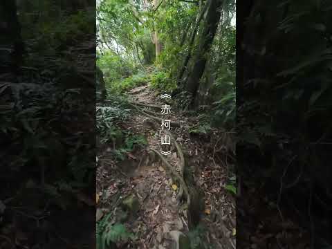赤柯山，新竹關西熱門健行步道，連走赤柯山、赤柯山南峰、東獅頭山，山徑充滿野趣，與高球果嶺相映成趣。#山上加美 #旅行 #徒步