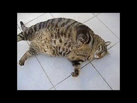 fat-cat-fail-vines-compilation!!