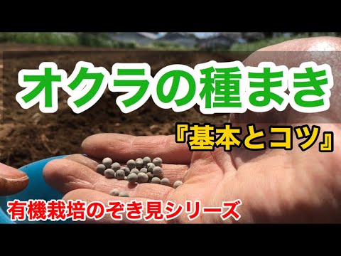 ボルシチ代表野菜 ビーツの育て方 ビート 栽培方法 家庭菜園でも人気な野菜 Youtube ボルシチ代表野菜 ビーツの育て方 ビート 栽培方法 家庭菜園でも人気な野菜 Youtube