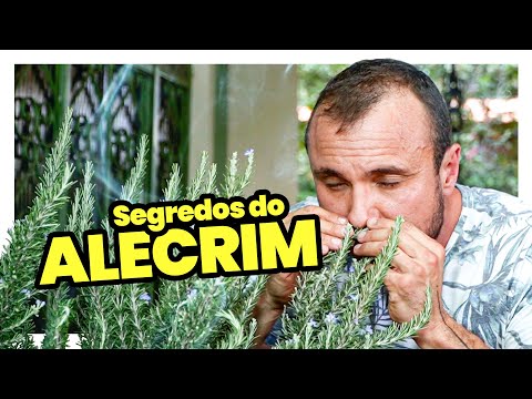 Vídeo: Cultivando alecrim a partir de sementes: características, recomendações e cuidados