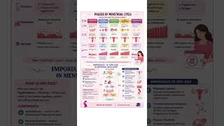 phases of menstrual cycle #bams4thyear #finalyearexam #bamsnotes #prasutitantra #bams #bams_lecture