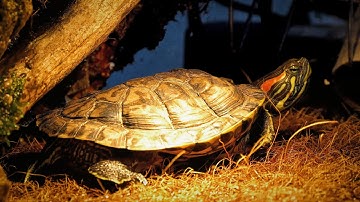 New Turtle Parent? Red-Eared Slider Care Guide for Beginners (Happy & Healthy Pets!)