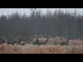 Piękna chmara jeleni byków w zimowy poranek trzy konkretne byki