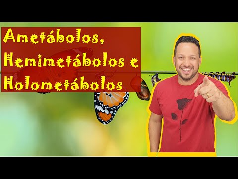 Vídeo: O que é inseto hemimetábolo?