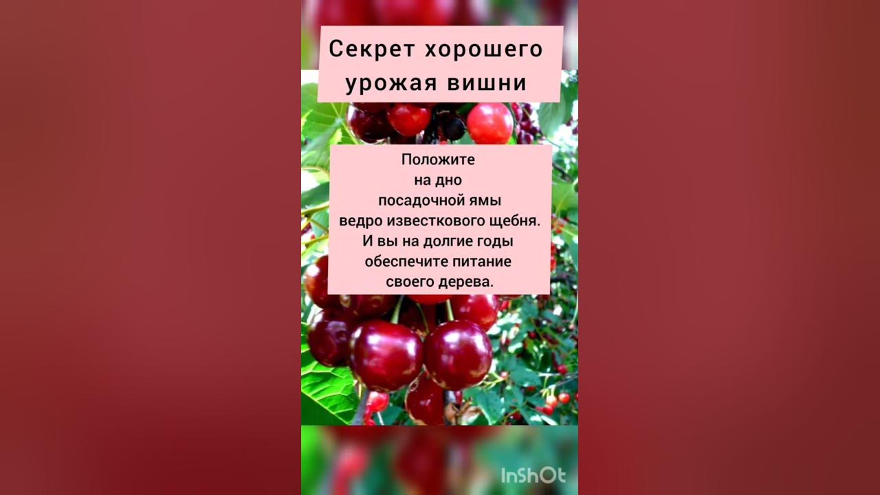 Вишню посадил стих. Хороший день для посадки вишни. стихотворение у дороги вишню посажу. урожайность вишни с 1 га. молитва об урожае вишни.