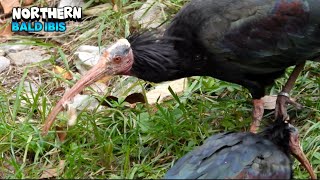 Special Northern Bald Ibis Eating