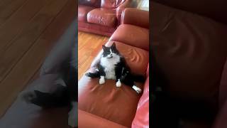 Funny Cats 😂 Episode 211 #Shorts