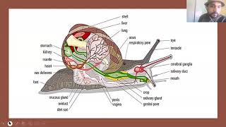 1.1.1. Pila globosa (Apple Snail) - Systematic Position, Habit, Habitat and Shell