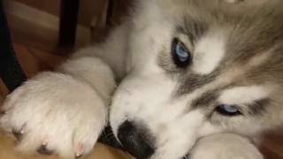 Siberian husky puppy chewing and pulling backpack string.