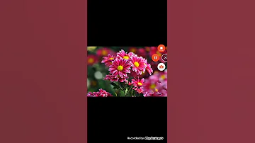 طلب زواج صبيه سوريه مقيمه بدمشق الرقم 634 