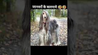 जानवरो के गज़ब किस्से | funny animals 😂 जानवरों के कारनामे | #funnyanimals screenshot 3