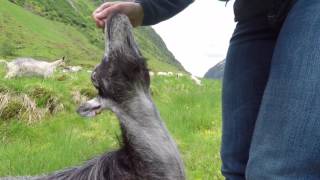 Found friendly goats in Norway while driving along highway! :)