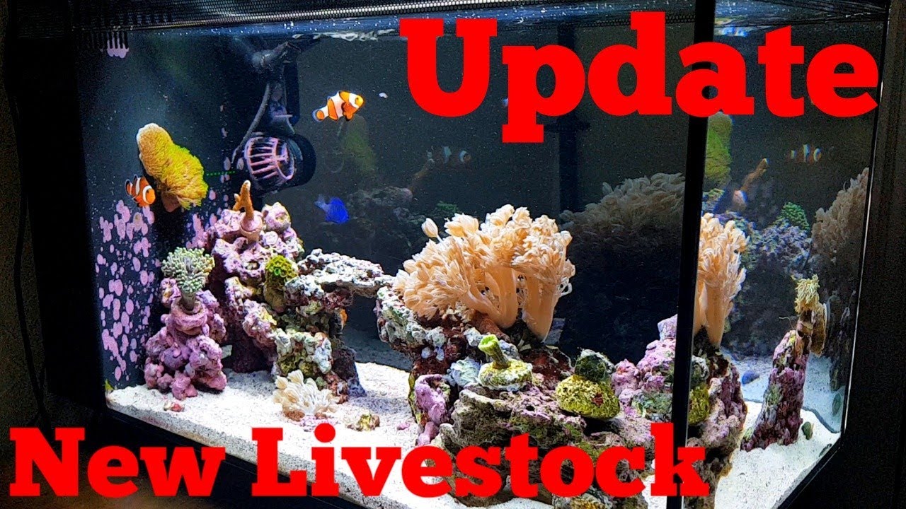 marine aquarium 3.3 pro apk REEF TANK UPDATE - NEW LIVESTOCK | FLUVAL EVO 13.5