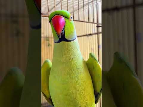 بولنے والا طوطا مٹھو طوطا کارٹون ویڈیوز      