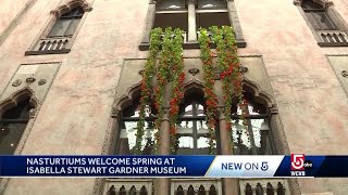 Gardner Museum’s famous nasturtiums ready for debut