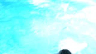Baci the Portuguese Water Dog screenshot 4