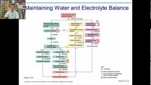 anatomy physiology chapter 20 part 2