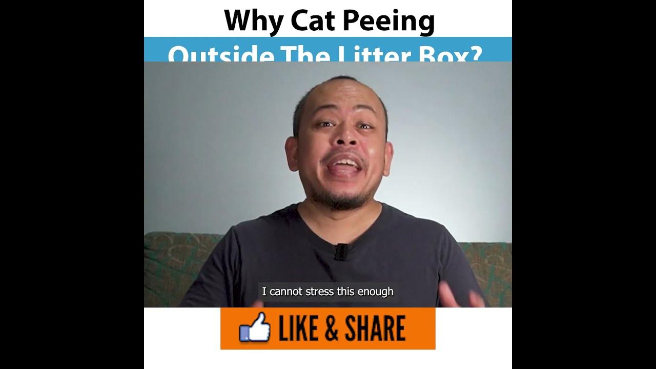 Why cat peeing outside the litter box? EXPLAINED! YouTube