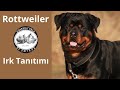Rottweiler Köpek Irkı Tanıtımı - Macar Rott Nedir?
