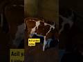 acil öneri lazım #cows #hayvancılık #simental #holstein #bree #animal #classification #event #cow