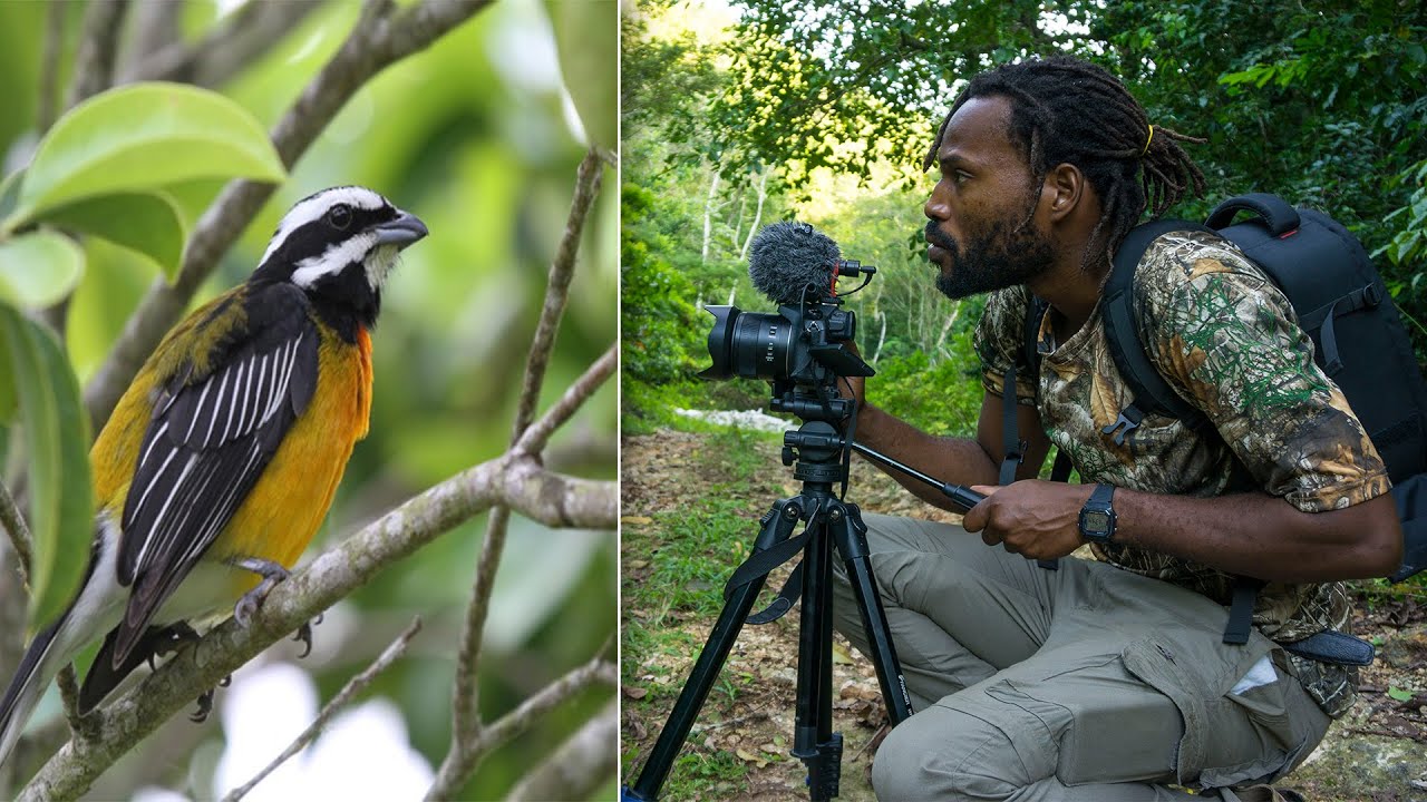 bird watching tours jamaica