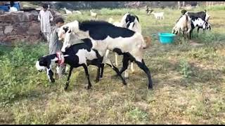 Goat Mating Video/ছাগল ম্যাটিং ভিডিও /बकरी संभोग वीडियो/Beetal Punjabi Beetal Bakri Mating.