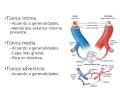 Histologia Cardiovascular