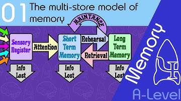 Het multi-store model van geheugen [AQA ALevel]