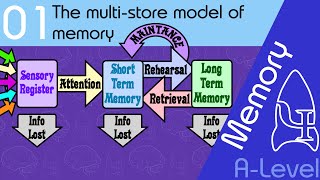 The multi store model of memory [AQA ALevel]