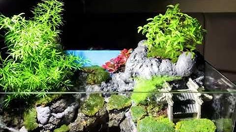 Hồ Bán Cạn , Tiểu Cảnh Bonsai