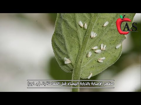 مظهر الأصابة بحشرة الذبابة البيضاء على محصول الطماطم وطرق المكافحة والوقاية والعلاج