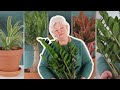 5 Easy House Plants That Aren&#39;t Succulents