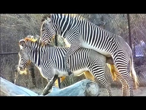 Zebra mating 😳 funny zebra crossing | animals sexual reproduction | animals mating