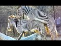 Zebra mating 😳 funny zebra crossing | animals sexual reproduction | animals mating