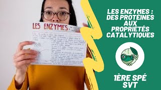 Les enzymes : des protéines aux propriétés catalytiques - 1ère spé SVT - Madame SVT