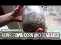 Making miso paste from homegrown corn and beans