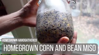 Making Miso Paste from Homegrown Corn and Beans by Homegrown Handgathered 11,731 views 1 month ago 12 minutes, 50 seconds